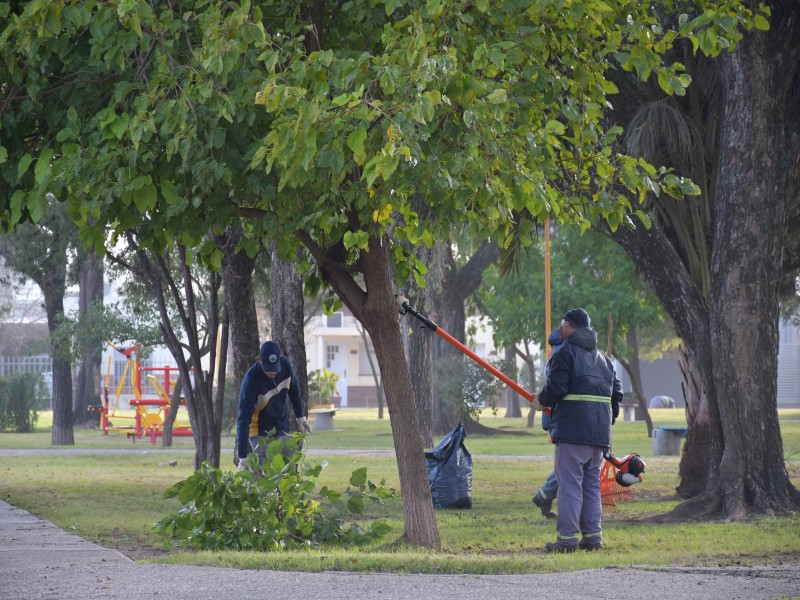 Realizarán capacitación sobre manejo de arbolado y gestión de poda