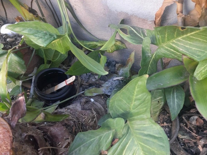 San Francisco lanza campaña temprana de prevención del Dengue