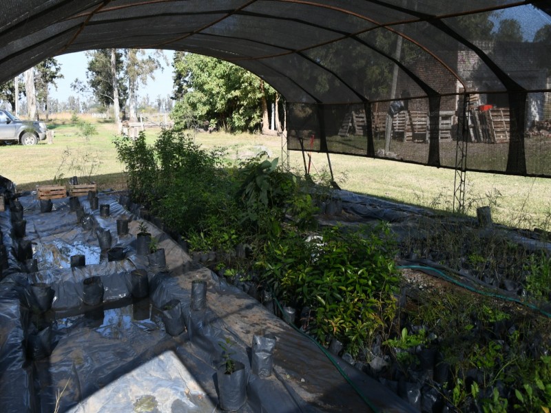 Municipio invita a sumarse  a la forestación de la cortina forestal sur del futuro pulmón verde