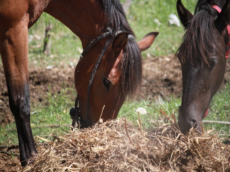 La Municipalidad produce alfalfa para alimentar a caballos incautados en la vía pública