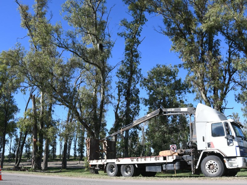 El Municipio interviene los eucaliptus de Av. Maipú