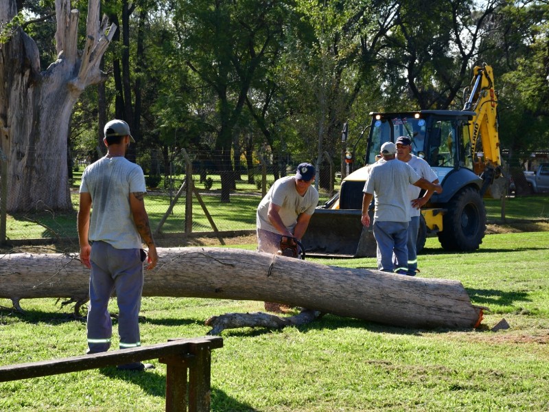 Intervención municipal: retiran árboles deteriorados para reforzar la seguridad vial y peatonal